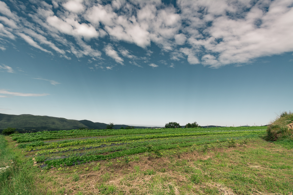 Ekološka kmetija Brhanovi